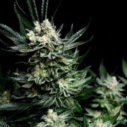 Critigal +  (Absolute Cannabis Seeds)