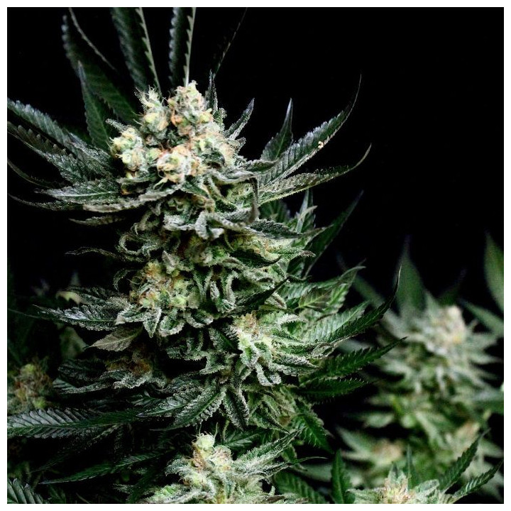 Critigal +  (Absolute Cannabis Seeds)