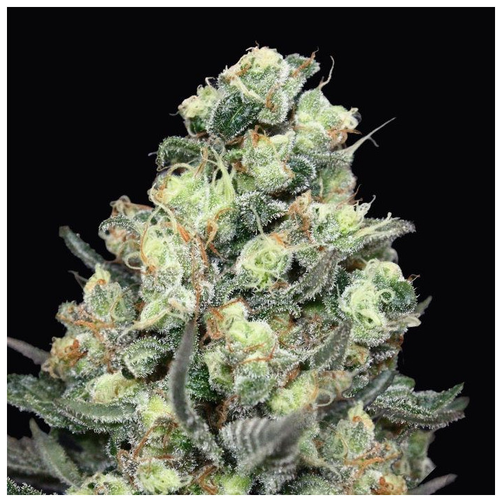Nordés (Absolute Cannabis Seeds)