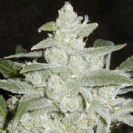 White Widow Feminizada