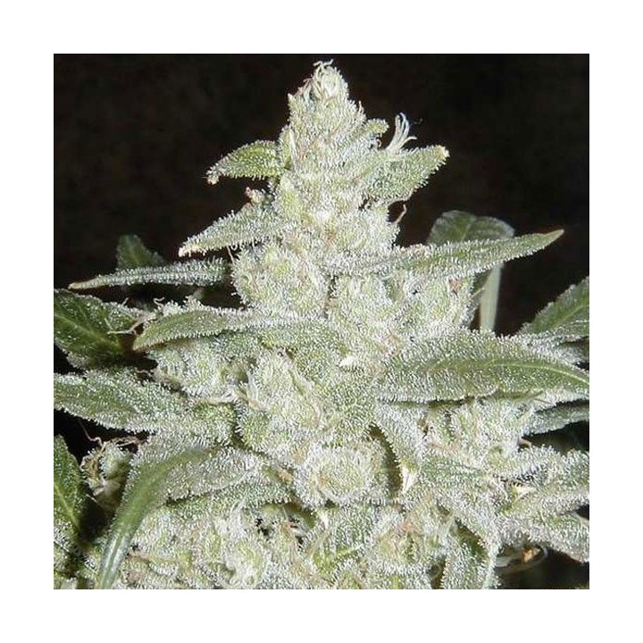 White Widow Feminizada