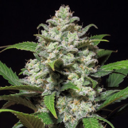 Auto Mandarine XXL Feminizada