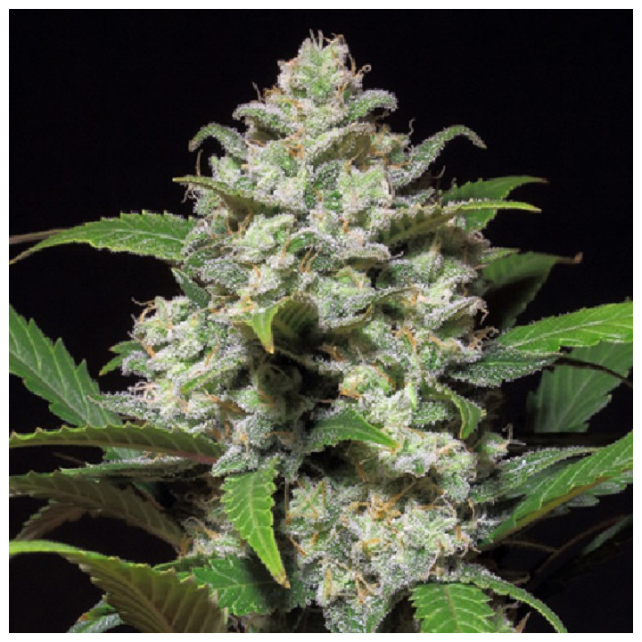 Auto Mandarine XXL Feminizada