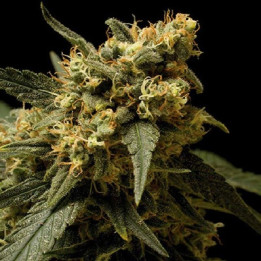 Critical Kush Feminizada