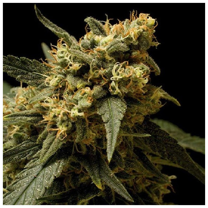 Critical Kush Feminizada