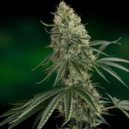 Nicole Kush Feminizada