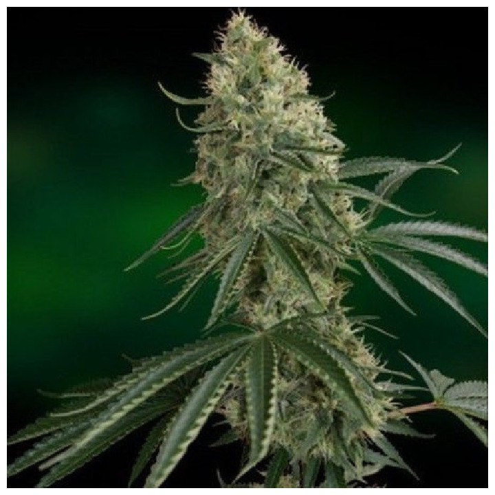 Nicole Kush Feminizada