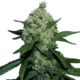 bubba kush feminizada