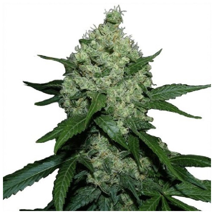 bubba kush feminizada