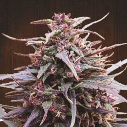 Purple Haze x Malawi Feminizada (Ace Seeds)