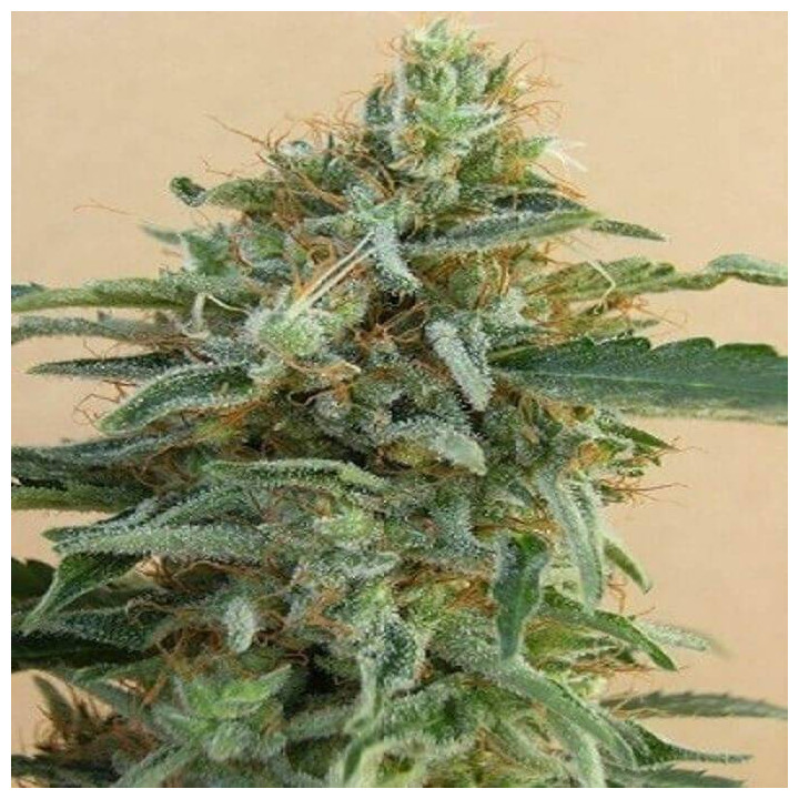 Tikal Feminizada (Ace Seeds)