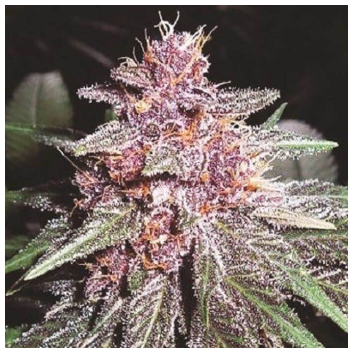 Violeta Feminizada (Ace Seeds)