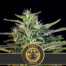 Wombat (Blimburn Seeds)