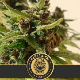 Mamba Negra Auto CBD (Blimburn Seeds)