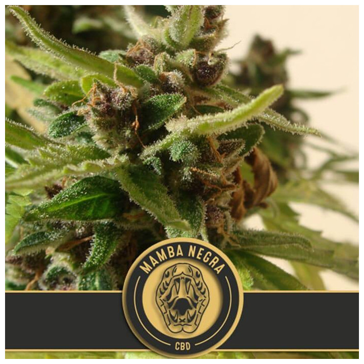 Mamba Negra Auto CBD (Blimburn Seeds)
