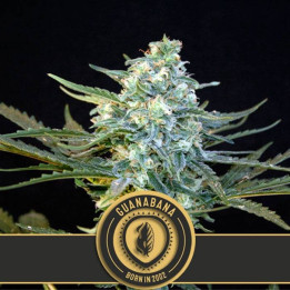 Mamba Negra Auto CBD (Blimburn Seeds)