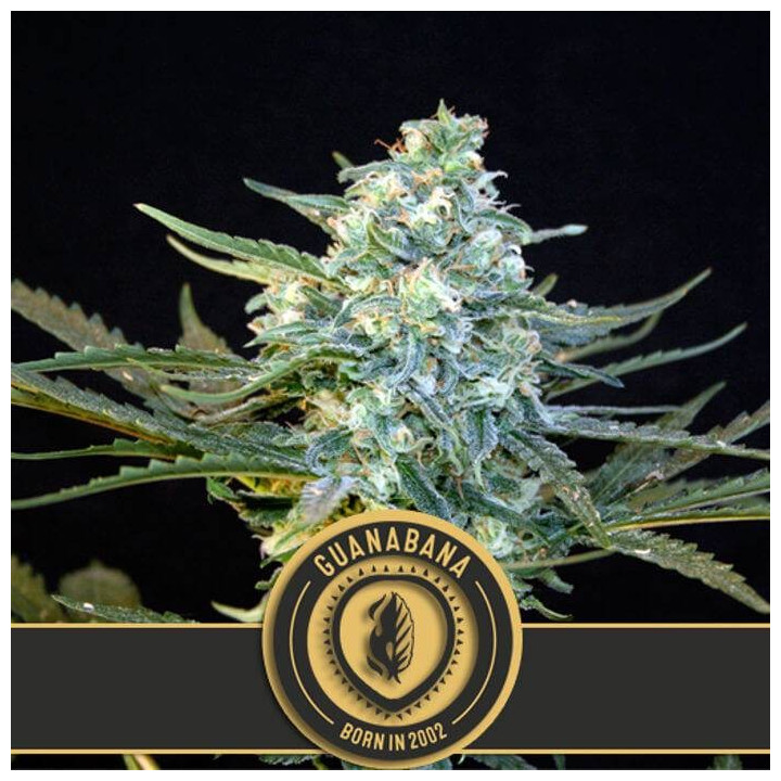 Mamba Negra Auto CBD (Blimburn Seeds)