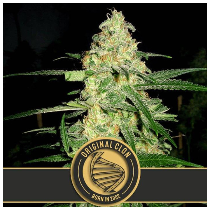 Original Clon (Blimburn Seeds)