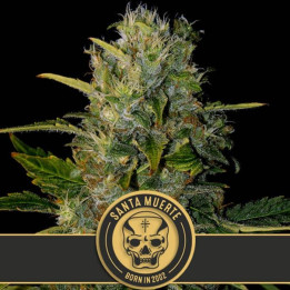 Santa Muerte