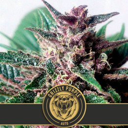 Grizzly Purple Auto (Blimburn Seeds)