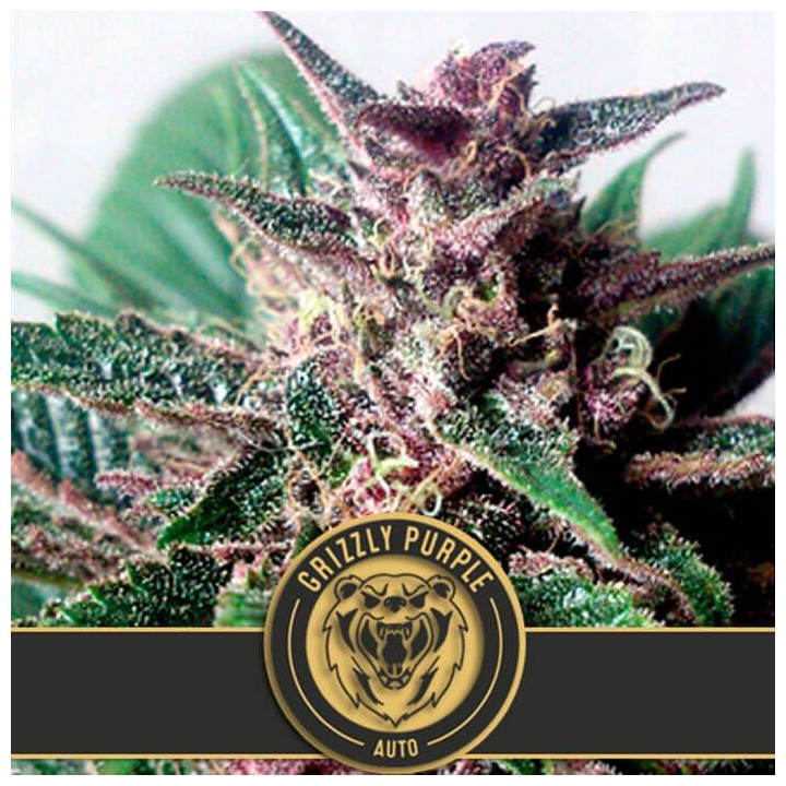 Grizzly Purple Auto (Blimburn Seeds)