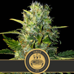 Grizzly Purple Auto (Blimburn Seeds)