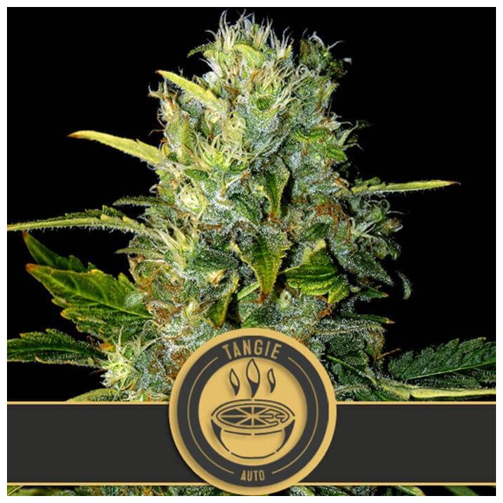 Grizzly Purple Auto (Blimburn Seeds)