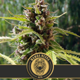 Mamba Negra Auto (Blimburn Seeds)