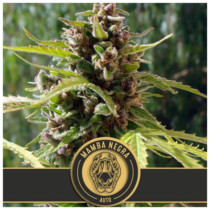 Mamba Negra Auto (Blimburn Seeds)