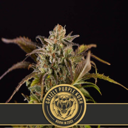 Grizzly Purple Kush (Blimburn Seeds)
