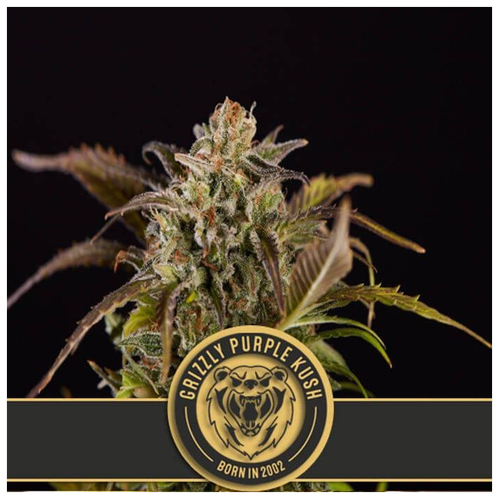 Grizzly Purple Kush (Blimburn Seeds)