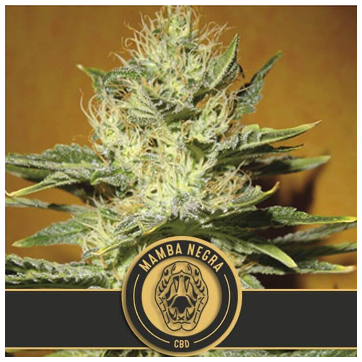 Mamba Negra CBD (Blimburn Seeds)