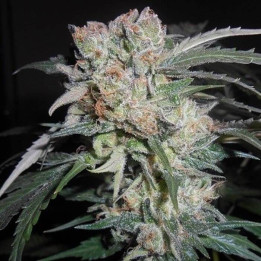 Zamaldelica x Kali China Feminizada (Ace Seeds)