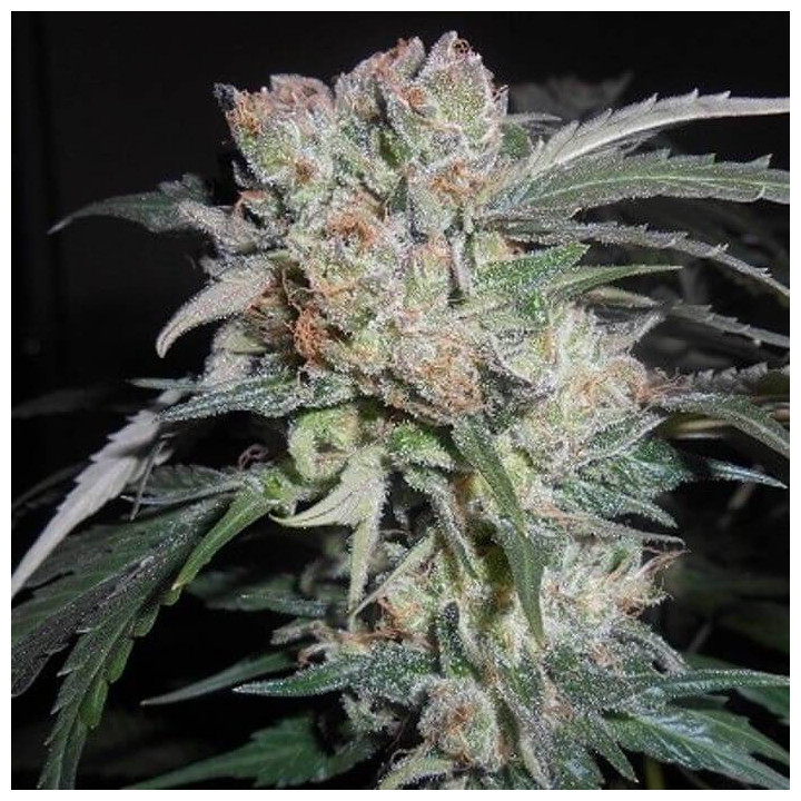 Zamaldelica x Kali China Feminizada (Ace Seeds)
