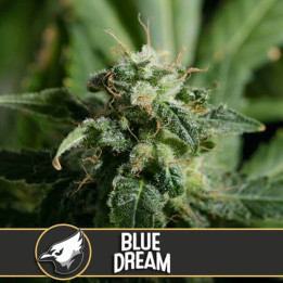 Blue Dream (Blimburn Seeds)