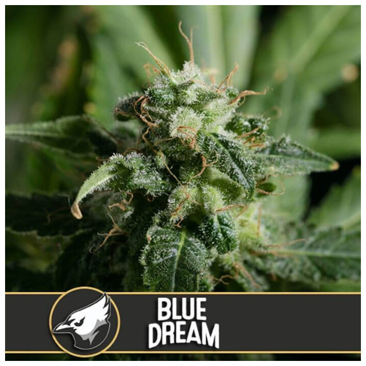 Blue Dream (Blimburn Seeds)