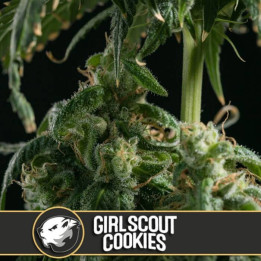 Chemdog 4 (Blimburn Seeds)