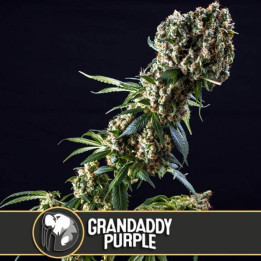 Girl Scout Cookies (Blimburn Seeds)