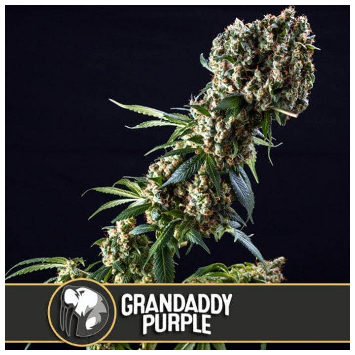Girl Scout Cookies (Blimburn Seeds)