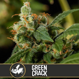 Grandaddy Purple (Blimburn Seeds)