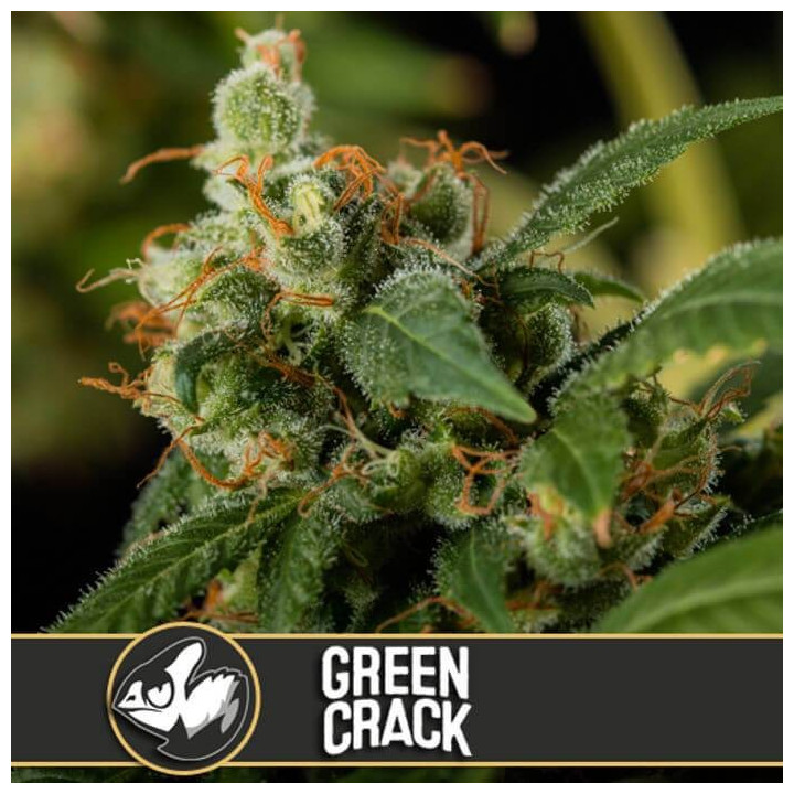 Grandaddy Purple (Blimburn Seeds)