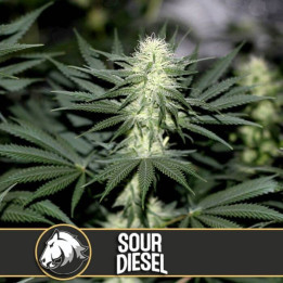 Green Crack (Blimburn Seeds)