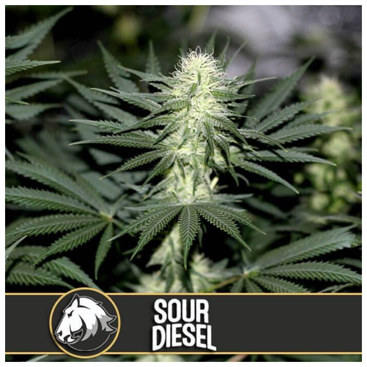 Green Crack (Blimburn Seeds)