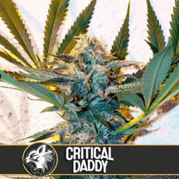 Critical Daddy (Blimburn Seeds)