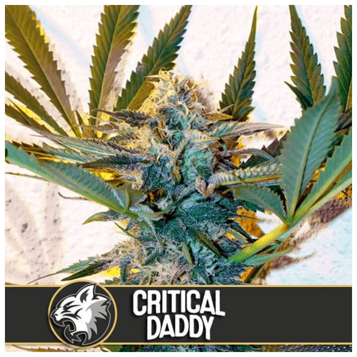 Critical Daddy (Blimburn Seeds)