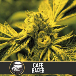 Critical Daddy (Blimburn Seeds)