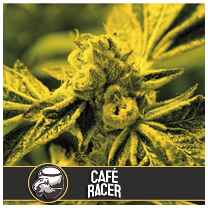 Critical Daddy (Blimburn Seeds)