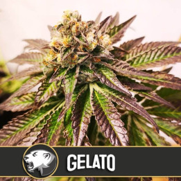 Gelato (Blimburn Seeds)