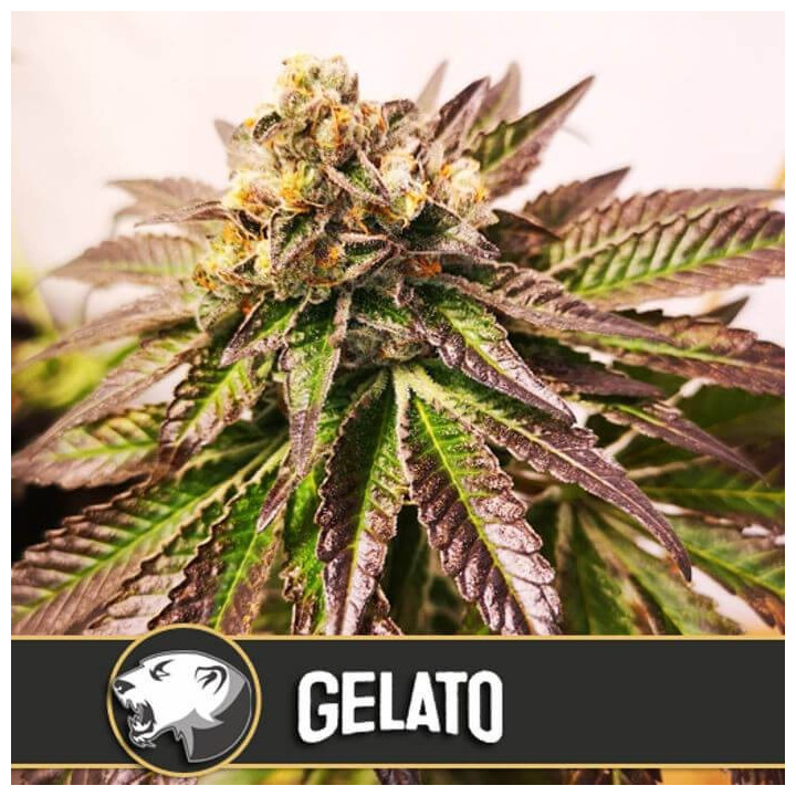 Gelato (Blimburn Seeds)