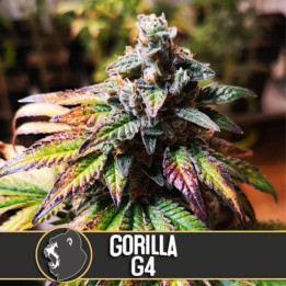 Gelato (Blimburn Seeds)